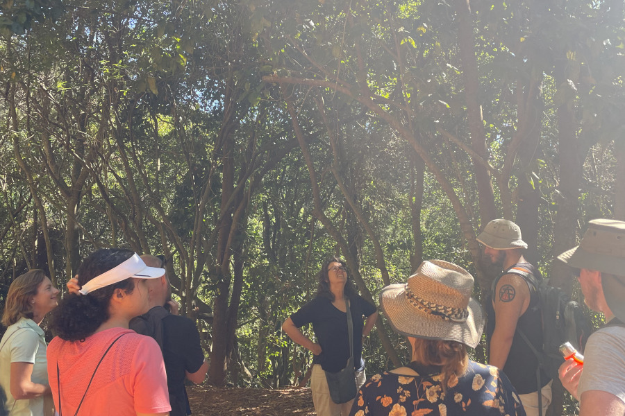 tree-identification-walk